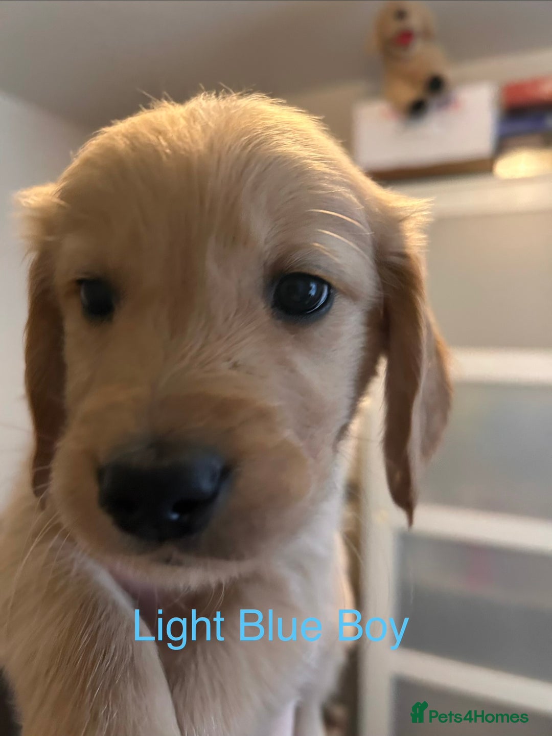 Golden Retriever dogs for sale: 2 Handsome Golden Retriever Boys - Advert 18