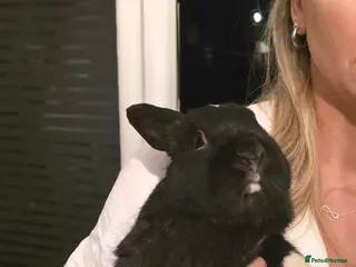 Mixed Breed rabbits Netherland/lopped rabbits in Borehamwood - Advert 1