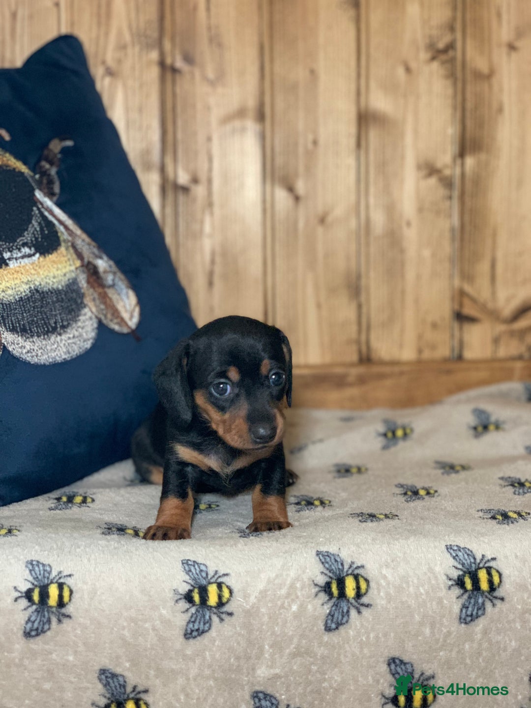 Miniature Dachshund dogs for sale: Beautiful mini dachshund puppies pra clear - Image 7