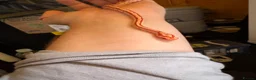 Mixed Breed reptiles for sale: Corn snakes for sale - Advert 4