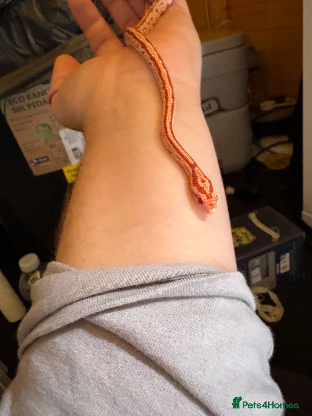 Mixed Breed reptiles for sale: Corn snakes for sale - Advert 4