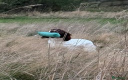 English Springer Spaniel dogs for sale: Fully trained ESS - Image 13