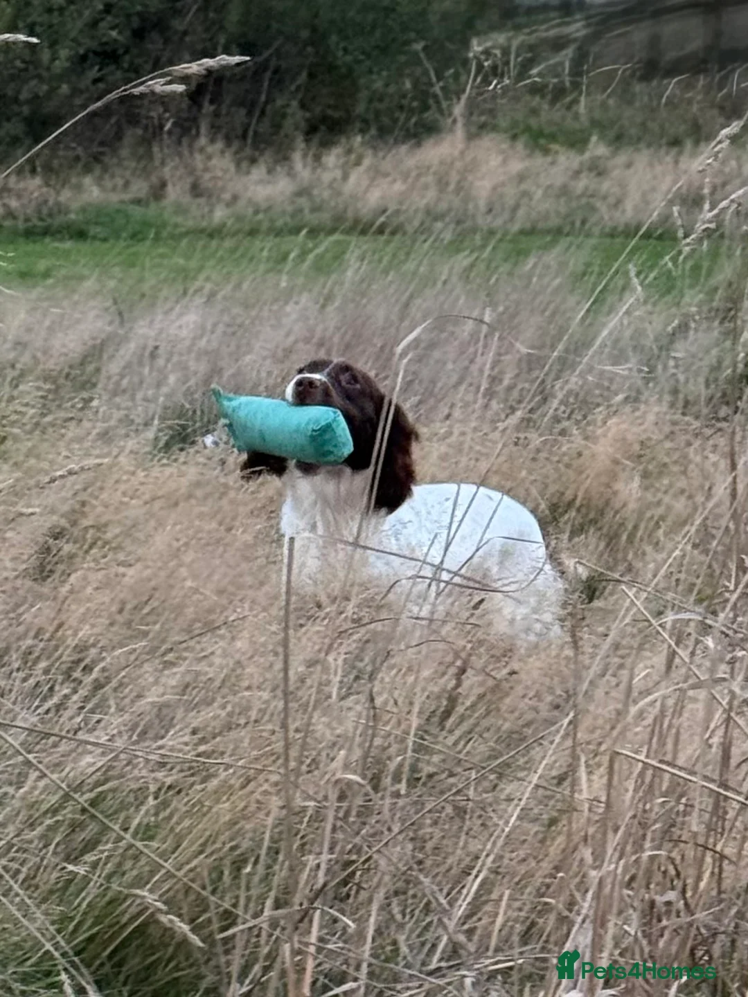 English Springer Spaniel dogs for sale: Fully trained ESS - Advert 13
