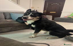 Mixed Breed dogs for sale: Zeus x - Image 1