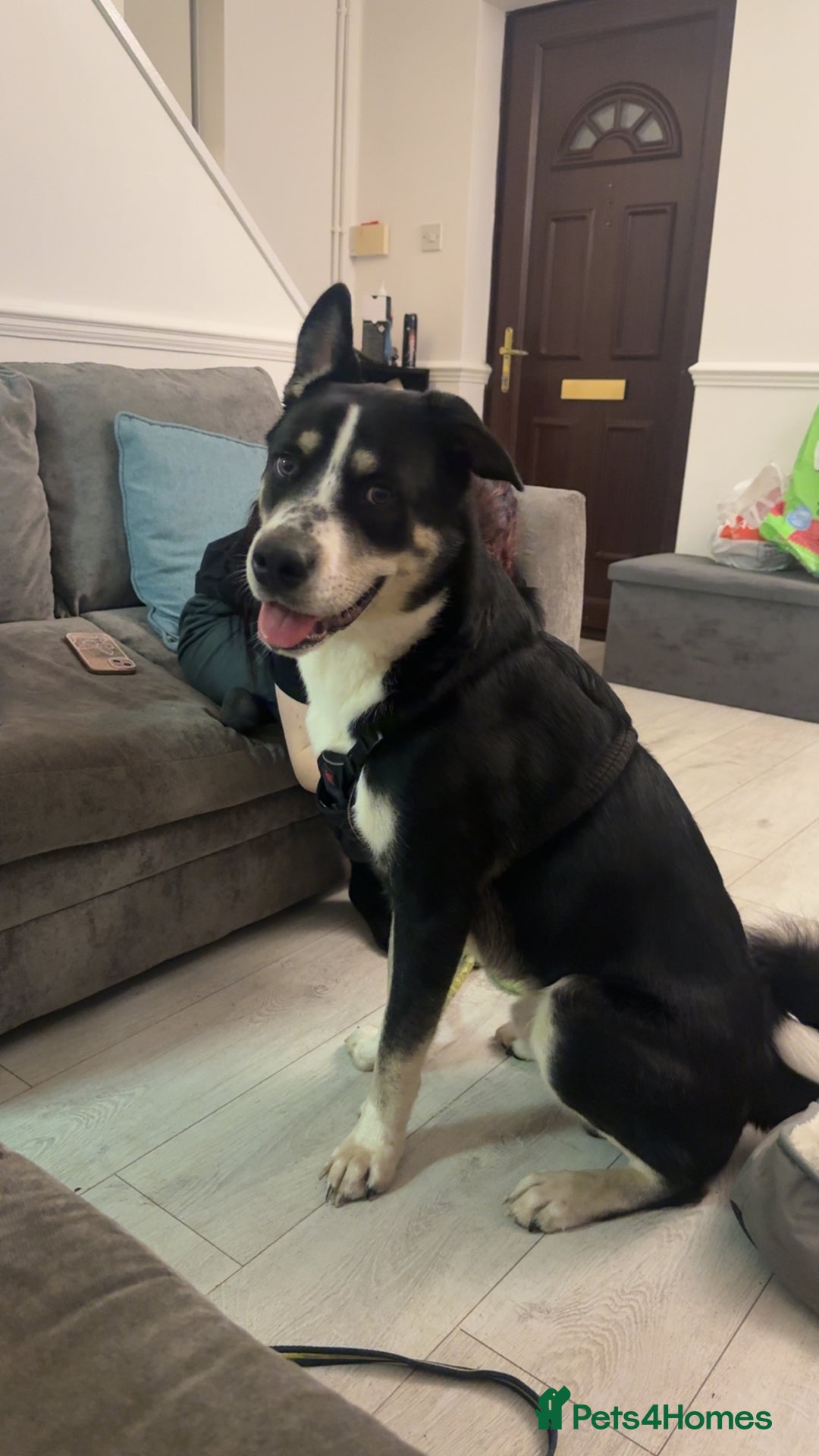 Mixed Breed dogs for sale: Zeus x - Image 1