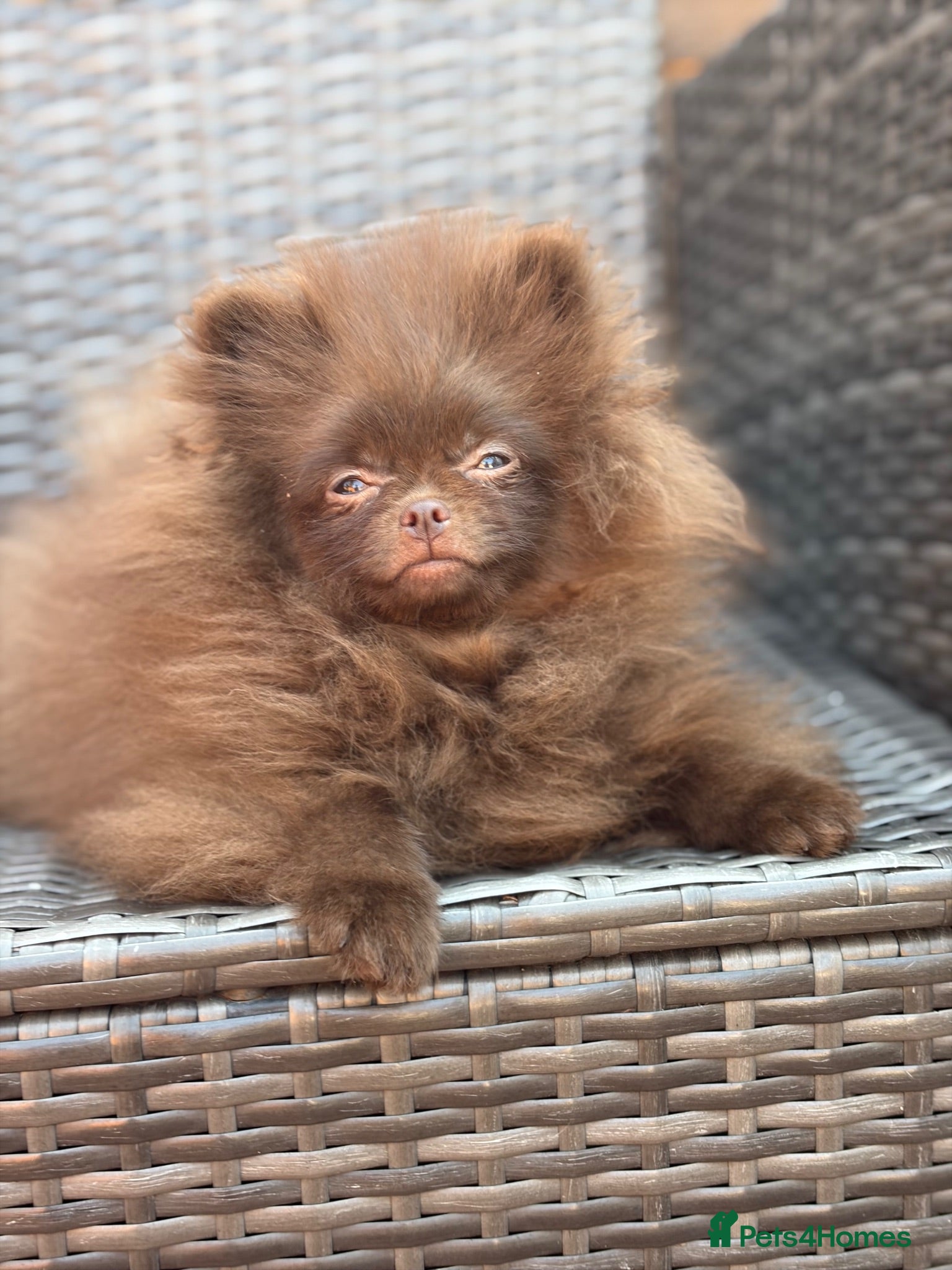 Pomeranian dogs Amazing Poms teddy bear boy - reduced price  - Advert 1
