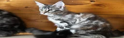 Maine Coon cats for sale: Maine Coon kittens - Advert 16