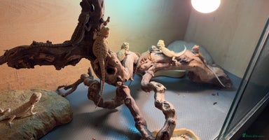 Bearded Dragon reptiles - Advert 1