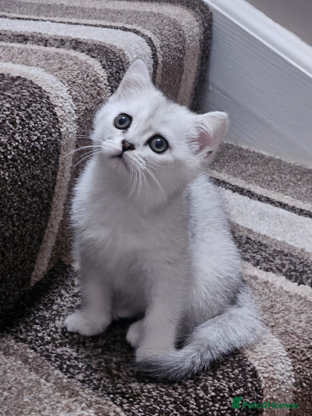 British Shorthair cats for sale: 4 British Short-hair kittens ready for new home💓 - Image 1
