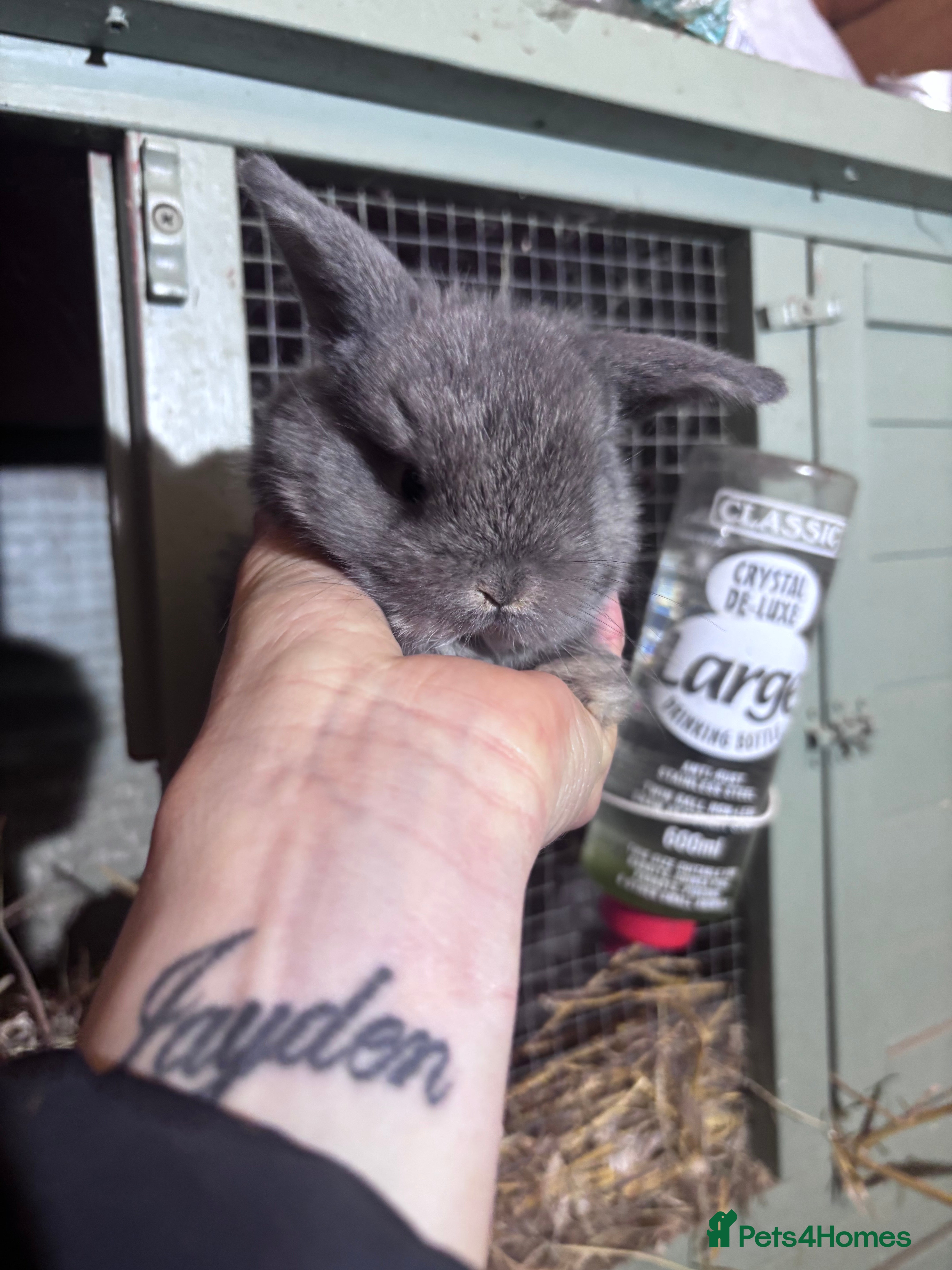 Mini Lop rabbits Last Beautiful mini lop rabbit  - Advert 15