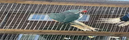 Ringnecks birds for sale: Indian Ringneck - Advert 12