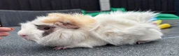 Guinea Pig rodents for sale: Funky Tri boar  - Advert 2