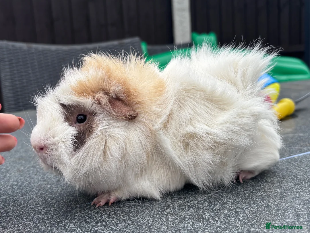 Guinea Pig rodents for sale: Funky Tri boar  - Advert 2