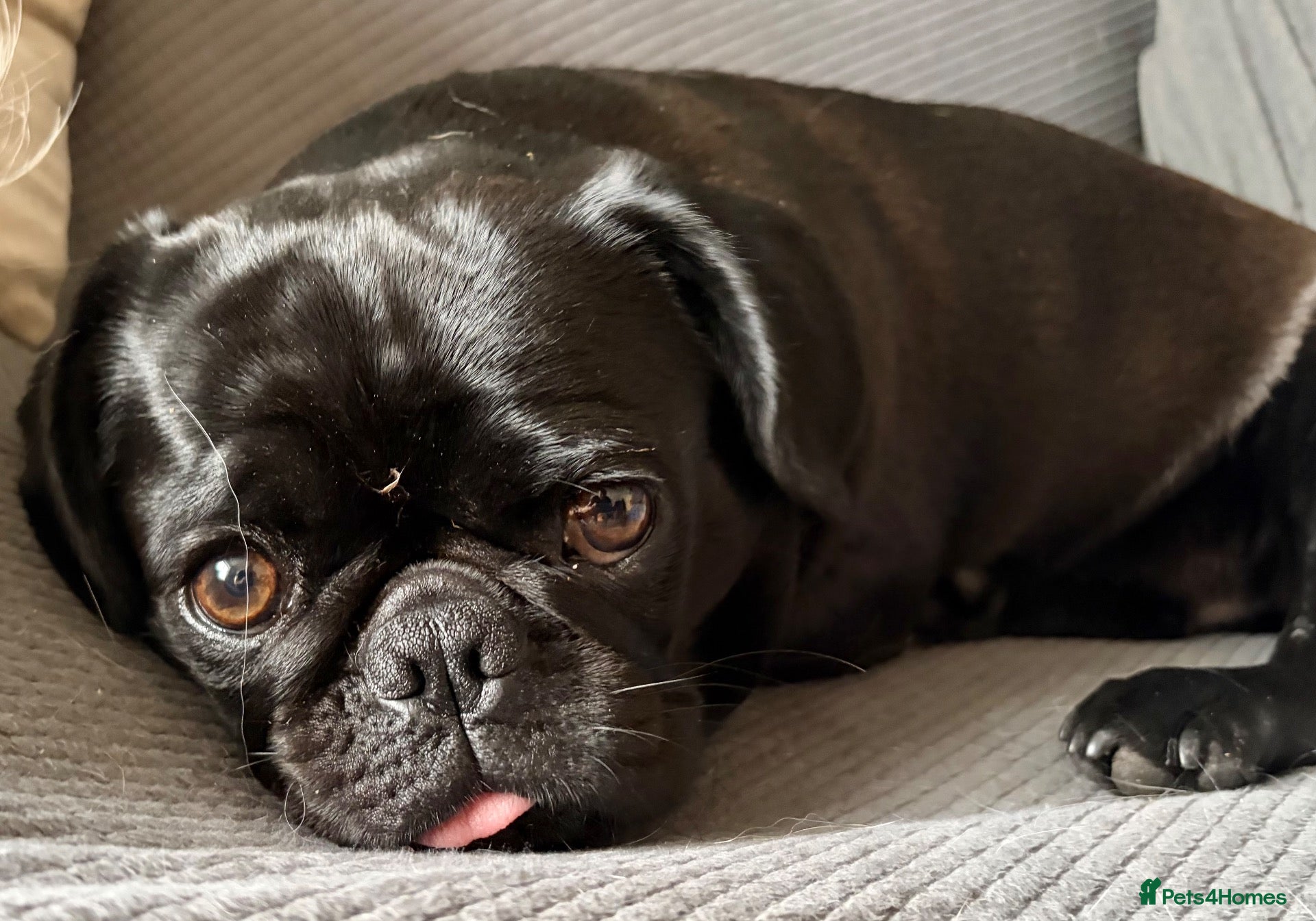 Mixed Breed dogs Pugalier (F1) puppies ready Nov 30th - Advert 17