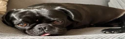 Mixed Breed dogs for sale: Pugalier (F1) puppies ready Nov 30th - Advert 1