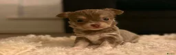 Chihuahua dogs for sale: Tiny Female chihuahua puppies  - Advert 5