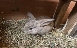 Dwarf Lop rabbits for sale: Dwarf lops ready for forever homes 15th November  - Image 2