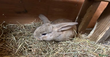 Dwarf Lop rabbits - Advert 5