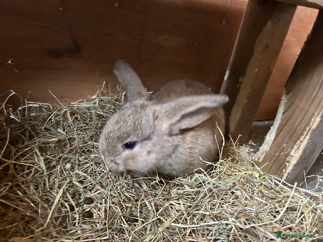 Dwarf Lop rabbits for sale: Dwarf lops ready for forever homes 15th November  - Image 2