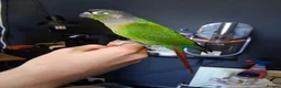 Conures birds for sale: Green cheek conure in Weymouth - Advert 3