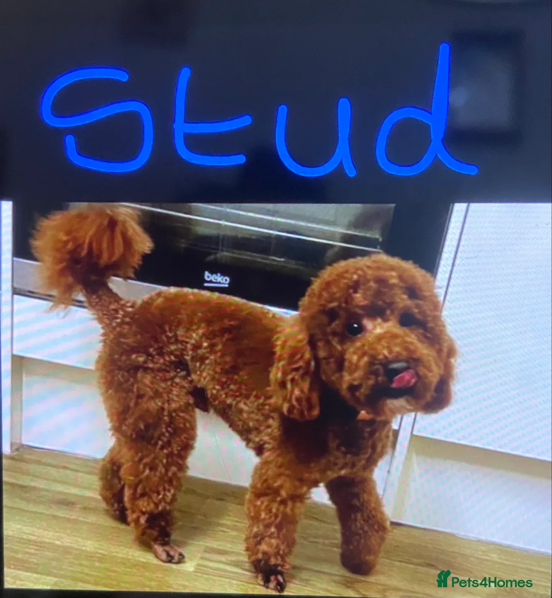 Poochon dogs for sale: F1 Tiny poochons,champion bloodline parents  - Advert 6