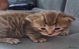 Bengal cats for sale: Bengal .. British short-hair cross - Image 1
