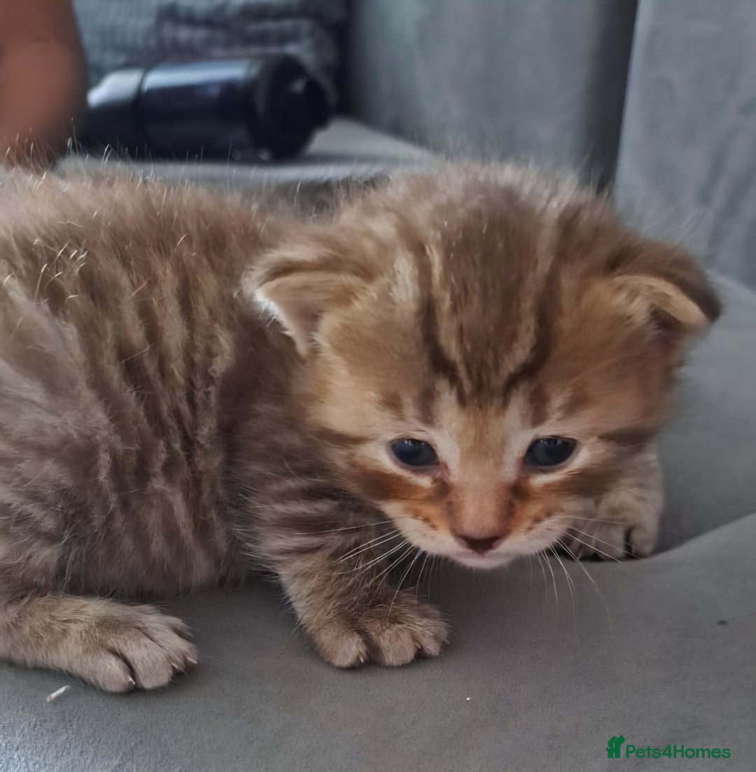 Bengal cats for sale: Bengal .. British short-hair cross - Image 1