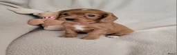 Cocker Spaniel dogs for sale: Small Health Tested Working Cocker Pups - Advert 19