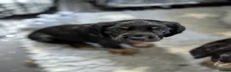 Cocker Spaniel dogs for sale: One female puppy left  - Advert 17