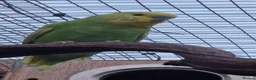 Budgerigars birds for sale: 1 male 1 female budgie £30 each  - Advert 5