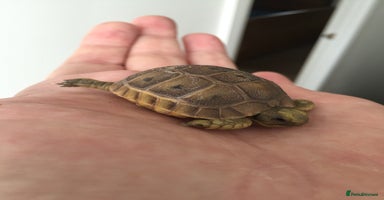 Tortoise reptiles - Advert 1