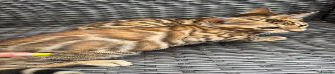 Bengal Kitten 1