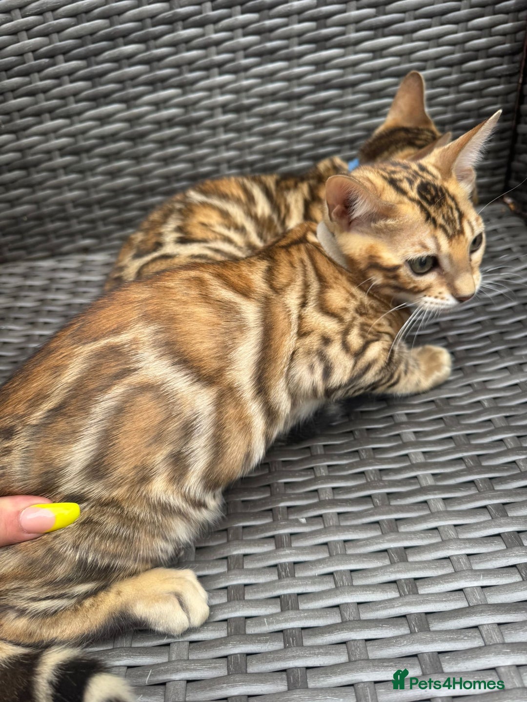Bengal cats for sale: Bengal boy  - Image 3