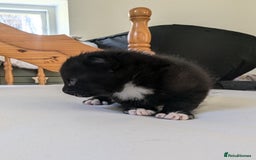 Mixed Breed cats for sale: Mixed Breed in Skipton - Image 5