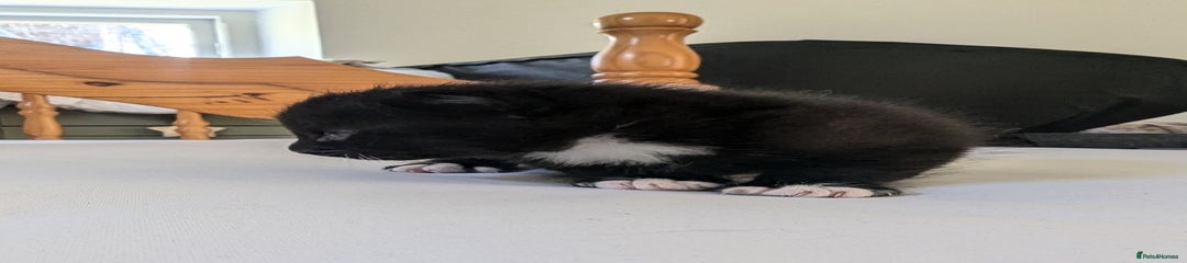 Mixed Breed Kitten 4