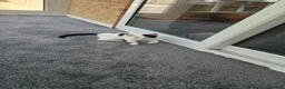 Mixed Breed cats for sale: Two kittens, 6 months, ready for a home. - Advert 8