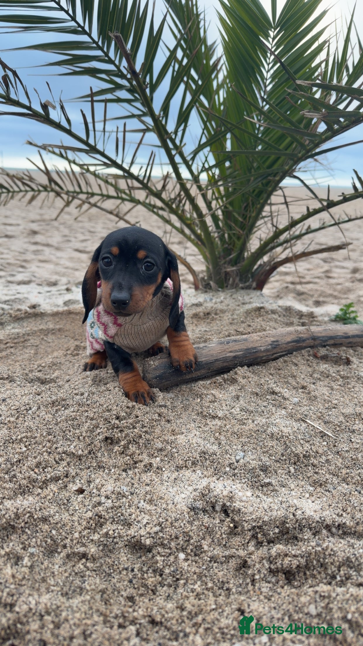 Dachshund dogs ✨ The Tiniest Little Sausages Are Finally Ready ✨ - Advert 1