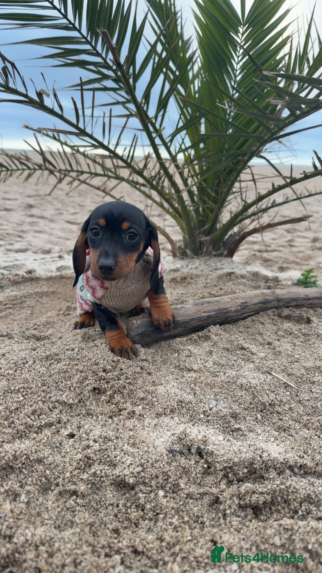 Dachshund dogs for sale: ✨ The Tiniest Little Sausages Are Finally Ready ✨ in Par - Advert 1