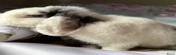 Mini Lop rabbits for sale: Adult does and buck pure bred mini lops    - Advert 8