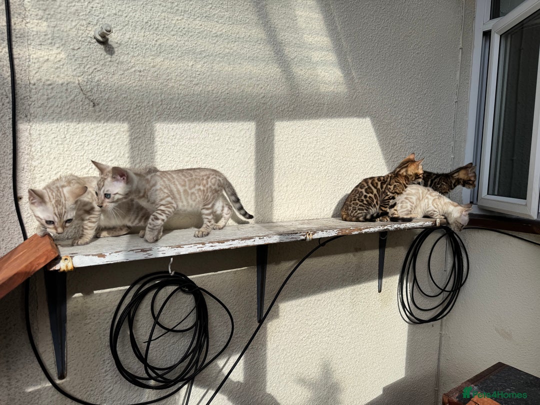 Bengal cats for sale: 5 Bengal kittens , 2 boys and 3 girls  - Image 30