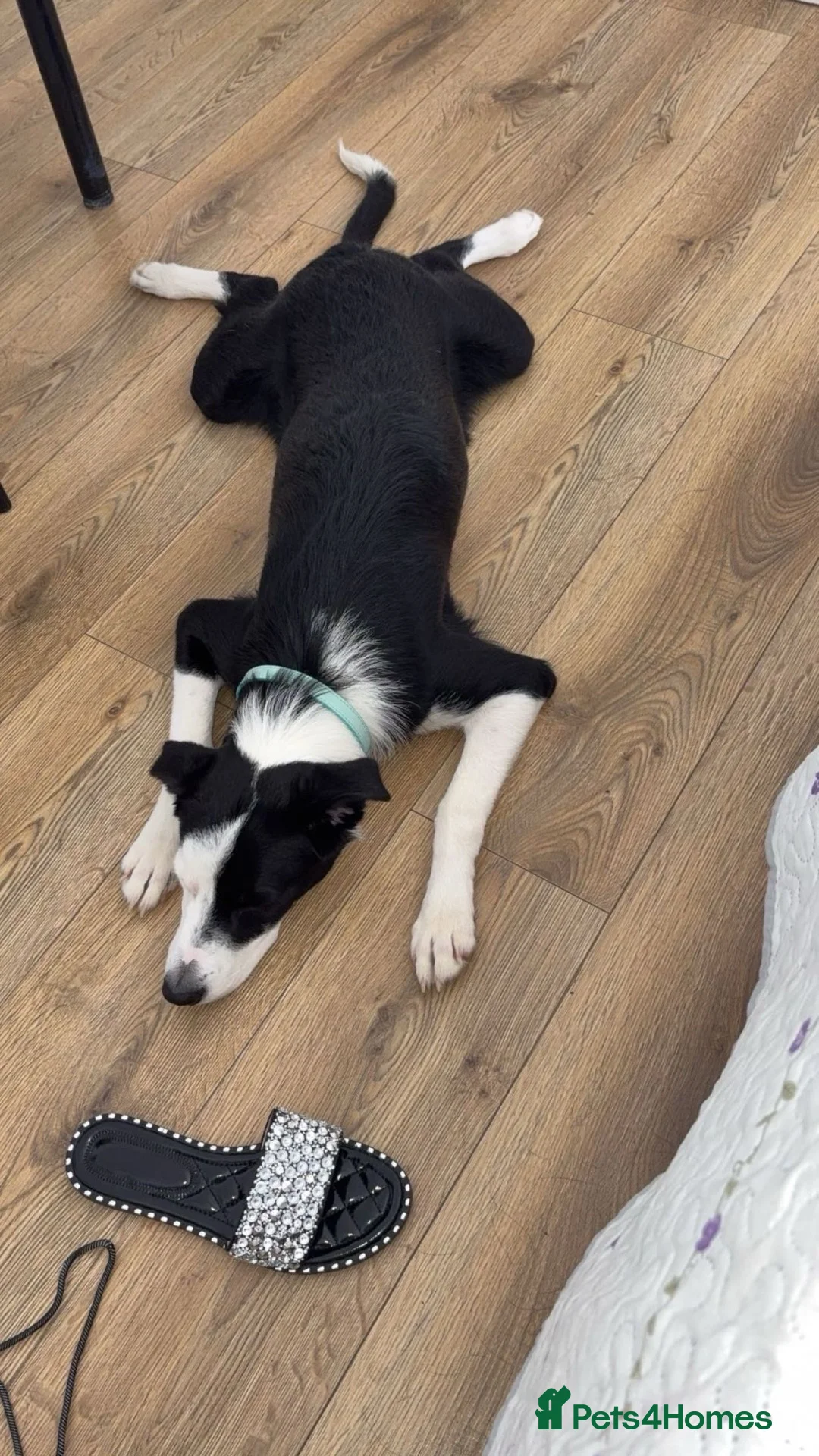 Border Collie dogs for sale: Loving Male border collie  in Croydon - Advert 2