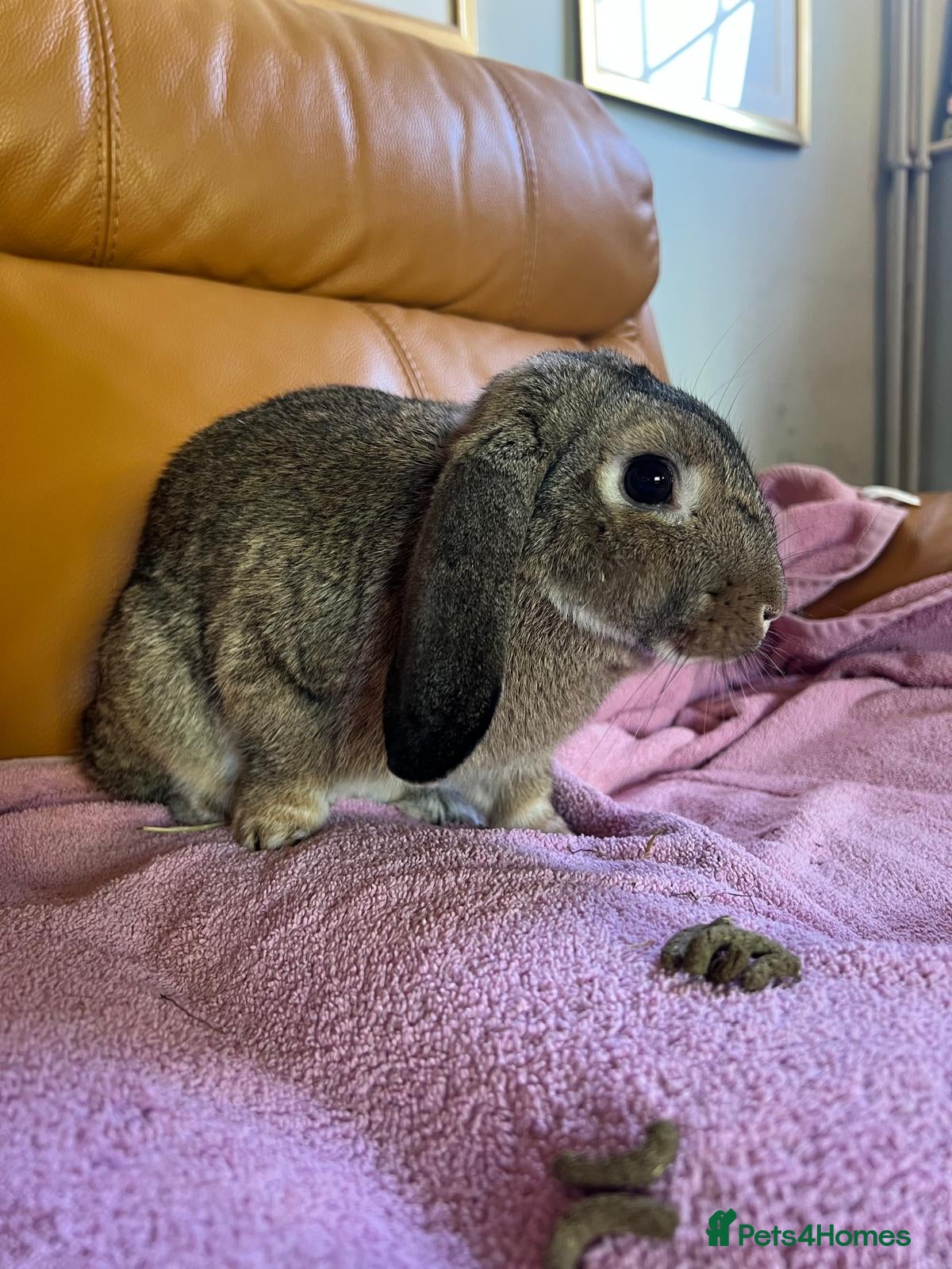Mixed Breed rabbits Female Grey Mixed-Breed Rabbit for a Loving Home - Advert 2