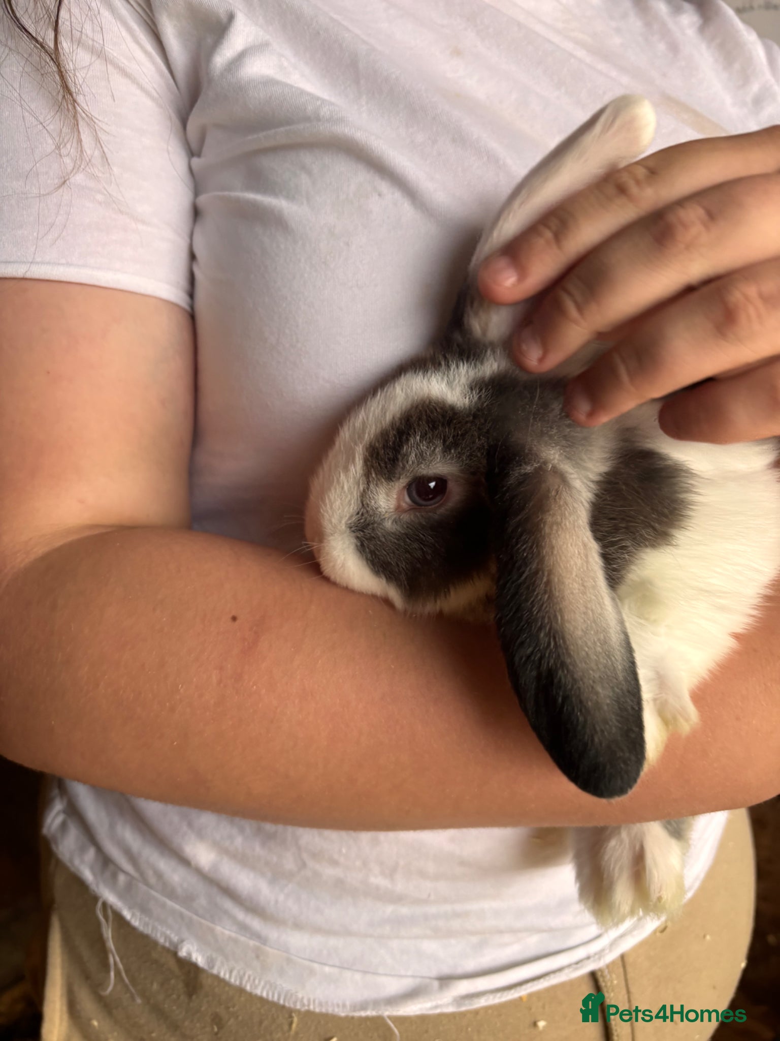 Mini Lop rabbits for sale: 8 beautiful baby’s rabbit  - Advert 32