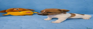 Jack Russell Puppy 2