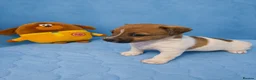 Jack Russell dogs for sale: Gorgeous Jack Russell Puppys🐶✨ - Advert 8
