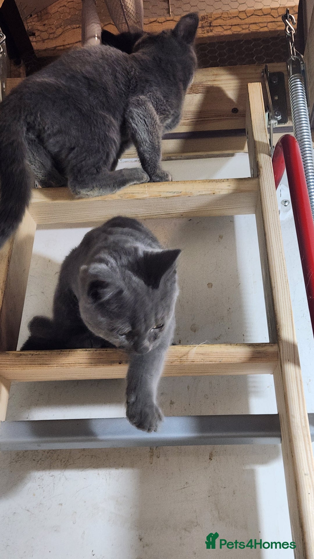 Russian Blue cats for sale: Pure Russian Blue Kittens  - Image 7