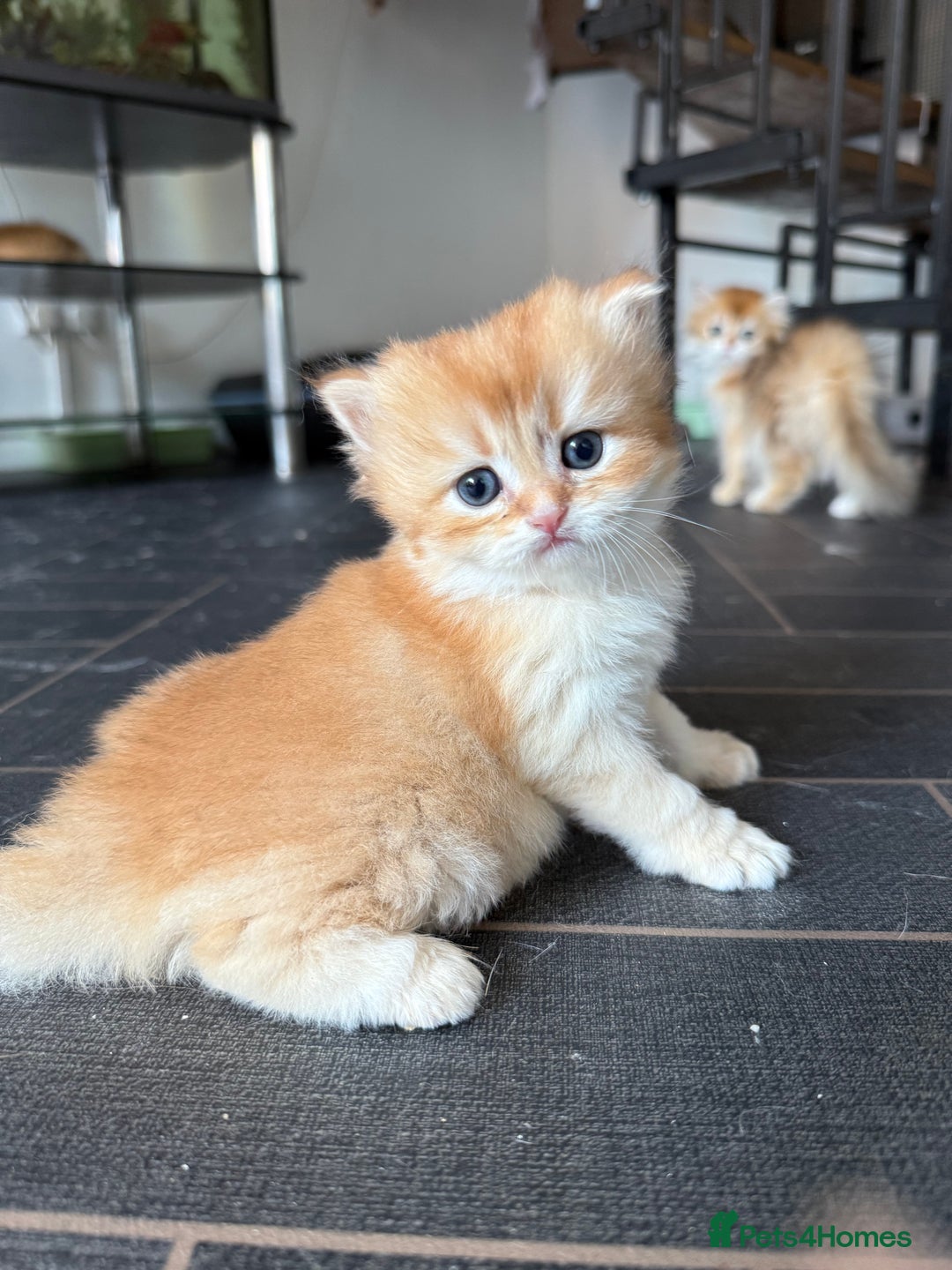 British Longhair cats for sale: GCCF reg BLH Chocolate Golden Blue/Green/Odd Eyes - Image 4
