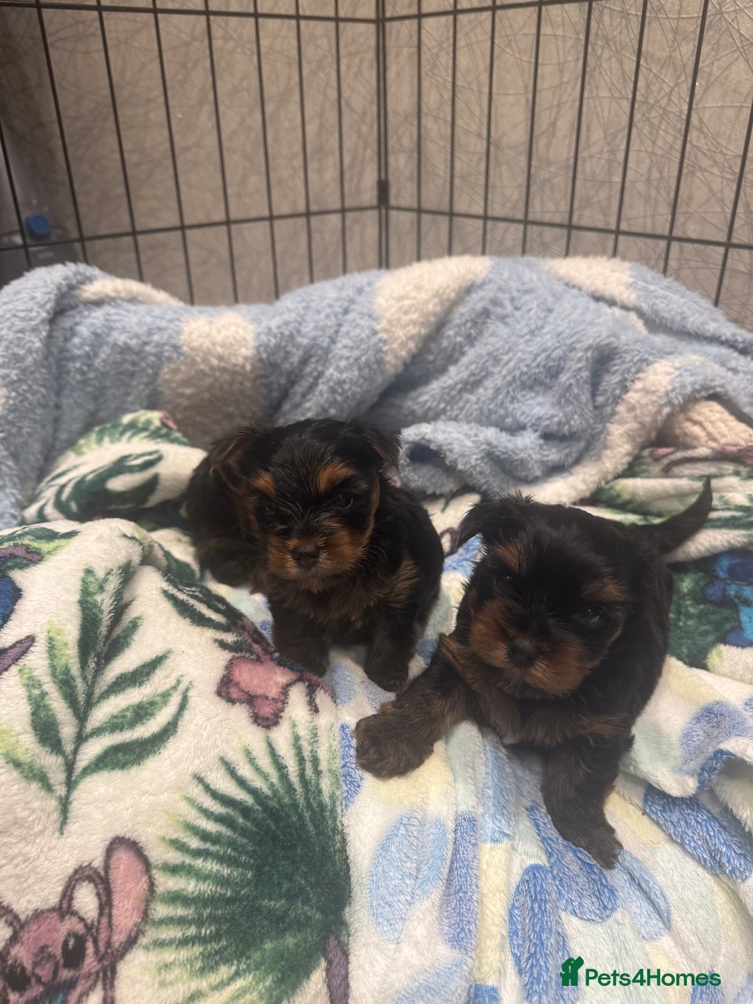 Yorkshire Terrier dogs for sale: Beautiful Yorkshire Terrier puppy boy for sale  - Image 5