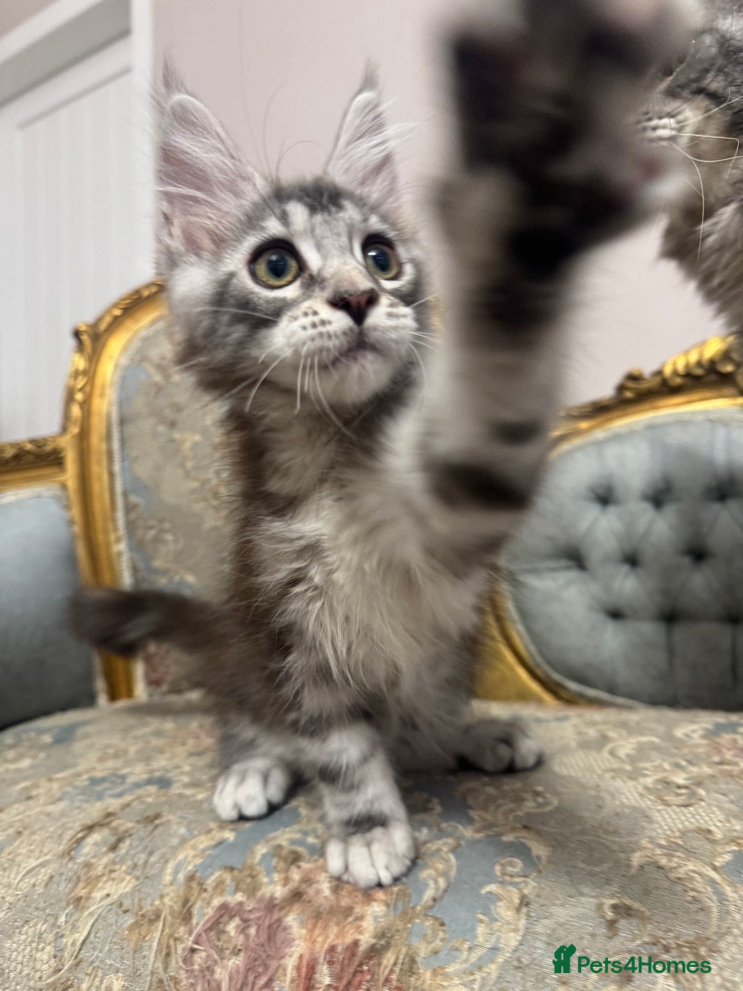 Maine Coon cats for sale: Maine Coon Kittens 🏆 20+ gen 🧬 Full Pedigree - Advert 28