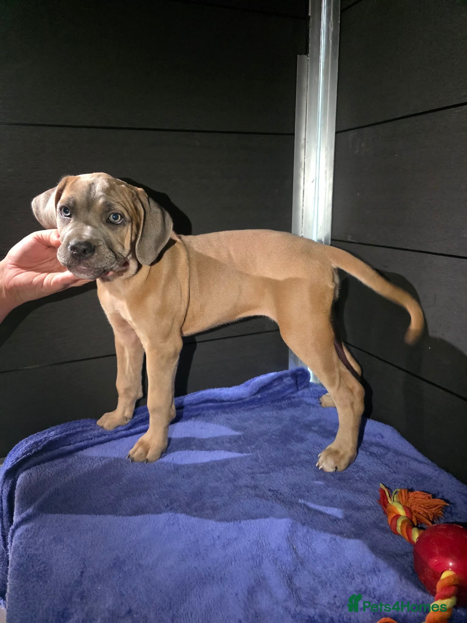 Cane Corso dogs Last 2 left looking for their forever 🏡!🥰 - Advert 1